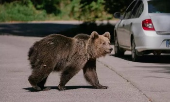 Lege nouă pentru urși: exemplarele periculoase pot fi împușcate, hrănirea lor, interzisă