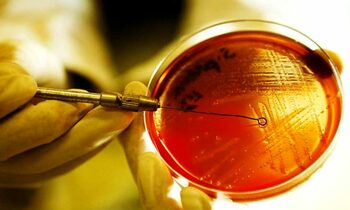 Inteligența artificială creează două antibiotice promițătoare împotriva gonoreei și bacteriei MRSA rezistente la (…)