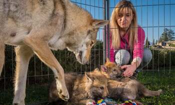 Cererea de câini-lup a explodat: Tot mai mulți oameni își doresc animale hibride, dar nu înțeleg că au nevoi și (…)