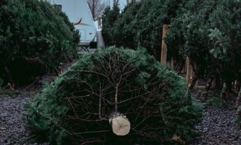 De ce sunt brazii naturali de Crăciun o alegere mai bună pentru mediu decât cei de plastic