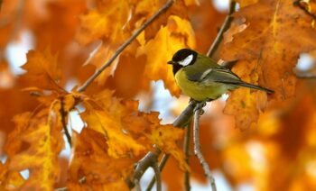 Vremea se încălzește și se împuținează ploile