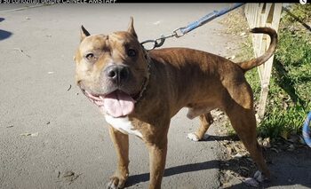 O tânără a fost atacată pe o stradă din Galați de un câine Amstaff / Victima a fost rănită în zona abdomenului