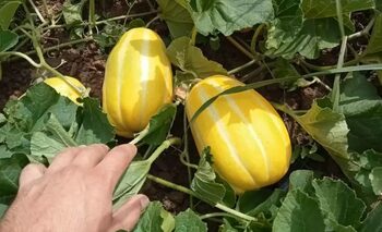 Fructul exotic cu care un tânăr din Arad a dat lovitura. Îi aduce câștiguri uriașe: „E cerere mare în străinătate”