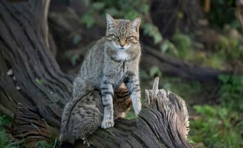 O specie dispărută de peste 100 de ani ar putea reveni în Anglia