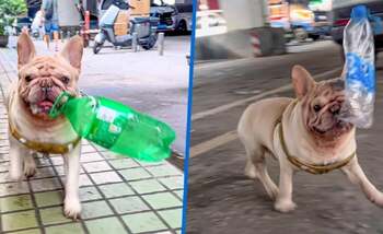 VIDEO | Un bulldog francez adună zilnic bidoane de pe stradă și le duce la reciclat. Câți bani face câinele din (…)