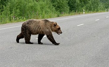 Motociclist străin, mușcat de urs pe Transfăgărășan în timp ce era oprit în coloană