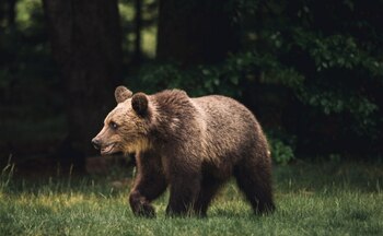 Un urs, surprins în curtea unei școli din județul Alba. Autoritățile au emis mesaj RO-Alert