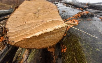 A furat doi arbori și a fost dus la închisoare la aproape 3 ani de la condamnarea definitivă. De ce abia acum