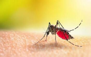 Alertă sanitară în Franța: virusul chikungunya transmis de țânțarul tigru se răspândește rapid