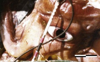 Test de cultură generală. Care animal are cei mai mari ochi din lume?