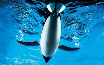 Pinguinii africani sunt decimaţi de foamete şi în pericol de dispariţie