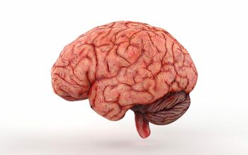 Test de cultură generală. Ce altceva mai face creierul în afară de a gândi?