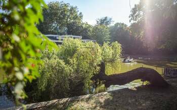 Cătălin Drulă propune plantarea unui milion de arbori în București în următorii cinci ani