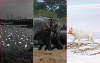 Nature inFocus 2025: Imaginile spectaculoase care arată frumusețea și brutalitatea naturii