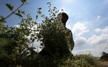 Planta aromatică din bucătărie care poate reduce inflamația și stimula sistemul imunitar