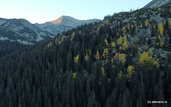 Cum arătau întinsele păduri seculare din România. Milioane de hectare au fost defrișate în două secole