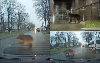 Şofer din Braşov, la un pas de accident după ce un urs i-a tăiat calea. Un alt animal, surprins lângă mall