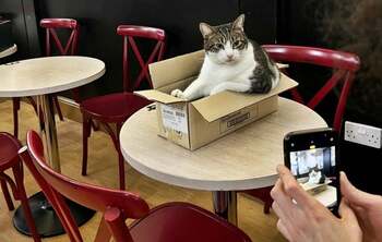 O celebră cafenea cu pisici, salvată de la faliment în ultima clipă, transformând o poveste tristă într-un final (…)