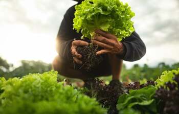 Cele mai bune soiuri de salată verde pe care le poți cultiva acasă