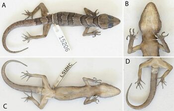 Mai multe specii noi de șopârle gecko simpatice, descoperite într-o regiune izolată din Cambodgia