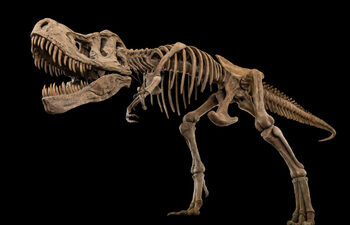O descoperire rară: Razele X dezvăluie cum se vindecau oasele de T. rex
