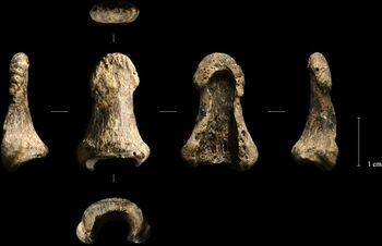 Un bumerang din colți de mamut, vechi de 40.000 de ani, este cel mai vechi din Europa și posibil din lume