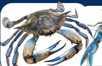 A fost văzut un specimen rar de crab ALBASTRU american în Marea Neagră, foarte căutat pentru carnea foarte gustoasă