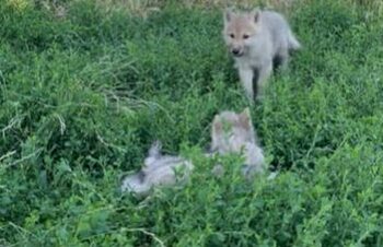 Pui de lup arctic, născuți pentru prima dată în România. Unde pot fi vizitați?