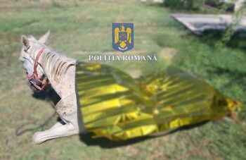 Bărbat din Craiova, amendat cu 12.000 de lei pentru că nu şi-a îngrijit calul
