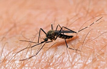 Alertă sanitară în Europa: Autoritățile avertizează că bolile transmise de țânțari ating niveluri record. România e (…)