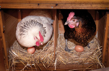 Oul a ajuns simbolul scumpirii traiului în toată Europa. În Spania, preţurile au crescut cu 30% într-un an, în (…)