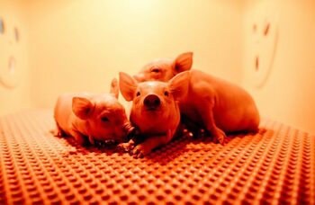 Un plămân de porc modificat genetic a fost transplantat pentru prima dată la un om. Organul a funcționat și ar putea (…)