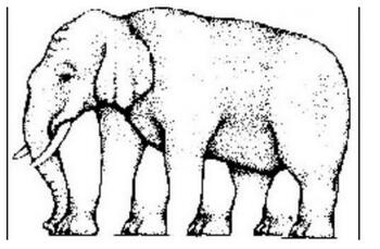 Iluzie optică virală | Câte picioare are acest elefant, de fapt? Răspunsul te va uimi