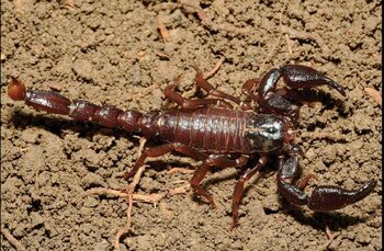 Ce poate face veninul scorpionului amazonian pentru cancer