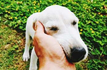 Cum se comportă câinii când simt miros de boală? Mecanismul prin care animalele depistează boala cu o precizie mai (…)