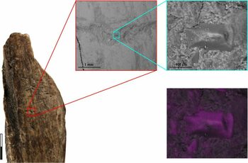 Acum 130.000 de ani, neanderthalienii refoloseau oasele de leu de peșteră drept „unelte multifuncționale”