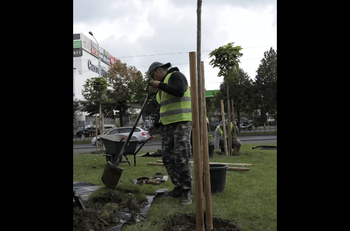 Amplă campanie de înverzire în Sectorul 2: 40.000 de arbori până la finalul anului viitor