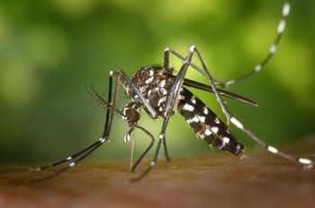 Cât de periculoase sunt insectele invazive în Europa și ce specie a ajuns în România