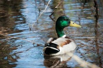 Tradiţii şi superstiţii. Sfaturi băbeşti. Cum te vindecă de gălbinare sângele de raţă