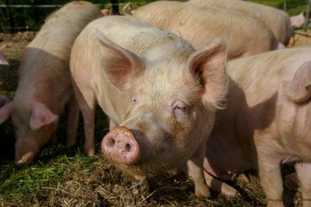 Avertisment urgent emis cu privire la creșterea animalelor. Deșeurile provenite din creșterea porcilor și păsărilor (…)