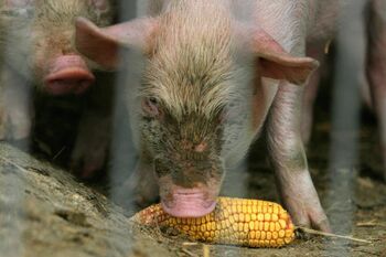 Asociația Producătorilor de Carne de Porc vrea adoptarea unor măsuri urgente pentru controlul Pestei Porcine Africane