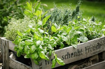 Cele mai bune plante care ajută ficatul