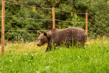 Ministerul Mediului taie birocrația pentru protejarea gospodăriilor de animalele sălbatice