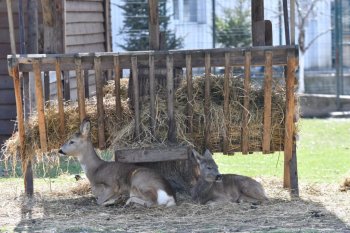 Craiovenii se vor plimba printre căprioare