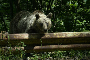 Puii ursoaicei împușcate pe Transfăgărășan nu au fost încă găsiți. Sanctuarul Zărnești: „Este extrem de important să (…)
