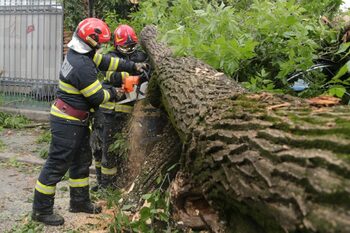 Ți-a căzut copacul pe mașină? Ce, când și cum primești, în funcție de sectorul în care ai pățit-o