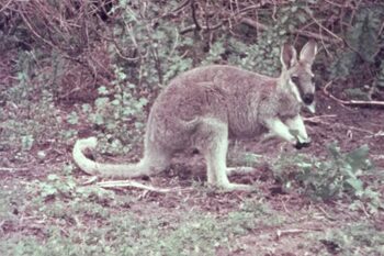 Au apărut imagini rare cu un animal sălbatic dispărut acum 90 de ani. Filmarea a fost făcută în anii 30