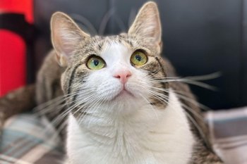 Care este cea mai eficientă „pedeapsă” pentru o pisică și cum o faci să înțeleagă ce a greșit