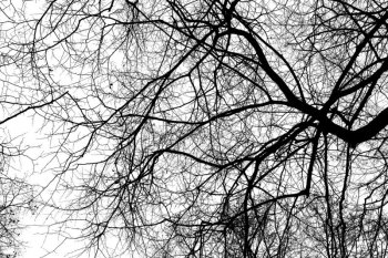 Ce ai voie să faci dacă crengile vecinului ajung în curtea ta. Ce spune legea