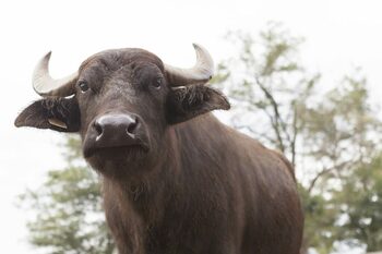 Cum s-au schimbat animalele după 8.000 de ani de activități umane?